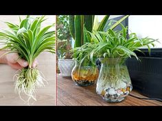 there are two pictures with plants in vases on the table and one is filled with rocks