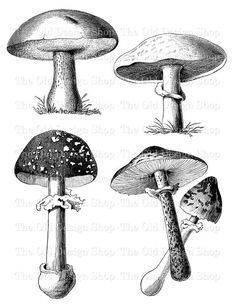 four different types of mushrooms in black and white