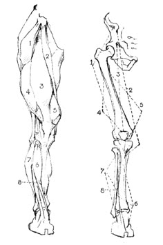 an image of a drawing of the legs and leg muscles, with their corresponding parts labeled