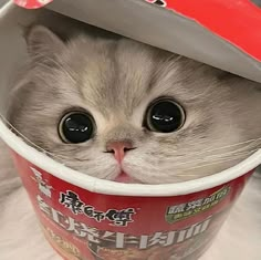 a white cat wearing a red and white hat with its head sticking out from the inside of a cup