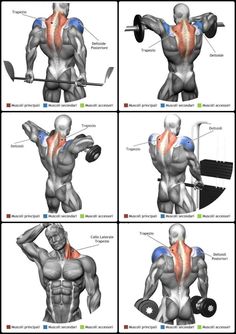 the muscles and their functions are highlighted in this diagram, which shows how they work