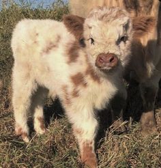 two baby cows standing next to each other in the grass