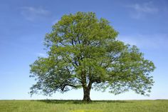 a lone tree stands in the middle of a grassy field on a sunny day with blue skies