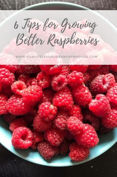 raspberries in a bowl with the words 6 tips for growing better raspberries