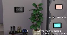 there is a potted plant next to the wall with three different clocks on it