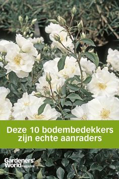 De bodembedekker Flower Carpet roos, groen blad met witte, open bloemen. Gardeners World, Drought Tolerant Garden, Sustainable Landscaping, Birds And The Bees, Greenhouse Gardening, Outside Living, Bonsai Garden, Whimsical Garden, Backyard Makeover