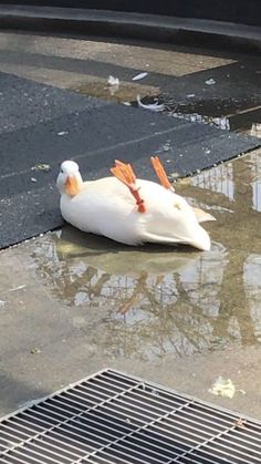 a white bird with orange wings sitting on the ground next to a drain grate