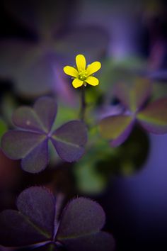 purple and yellow flowers with green leaves in the foreground, against a dark background