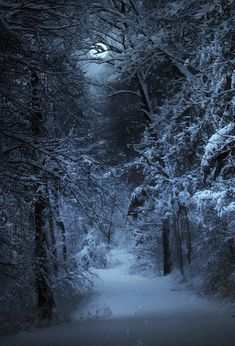 a snow covered path in the woods at night