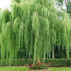 a large green tree sitting in the middle of a park