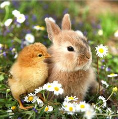 two small rabbits are kissing each other in the grass with daisies and wildflowers