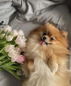 a small brown dog laying on top of a bed next to flowers