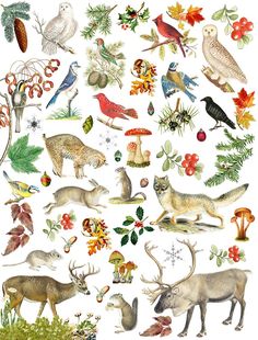 an illustration of different types of animals and plants