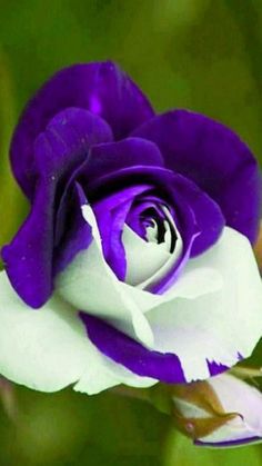 a purple and white rose with green leaves