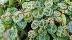 some green and brown leaves on a tree