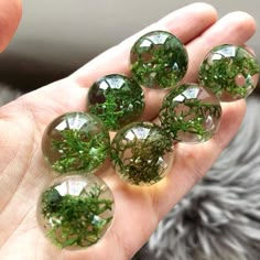 four glass balls with moss growing in them on a person's hand, next to a gray cat