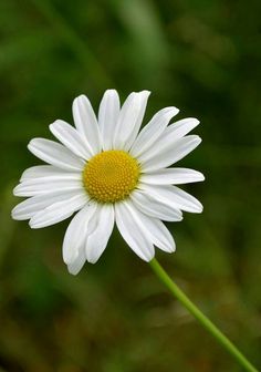 a single white flower with yellow center sitting in the grass