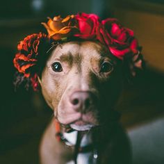 a brown dog wearing a flower crown on top of it's head and looking at the camera