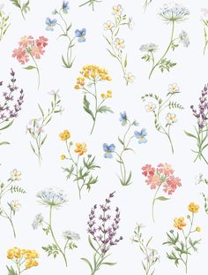 Sample Spring Blossom Botanical Wallpaper in Multi Natural Motifs, Wild Meadow, W Wallpaper, Botanical Wallpaper, Spring Blossom, Wallpaper Roll, Blossom, Floral, Design