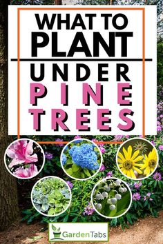 what to plant under pine trees with pictures of different plants and flowers in the background