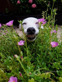 a white dog with its mouth open sitting in some flowers