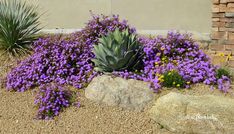 purple flowers and rocks in front of a building