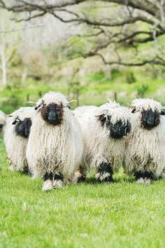 four sheep are standing in the grass near each other and one is looking at the camera