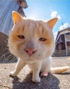 an orange and white cat sitting on top of a cement ground next to a building