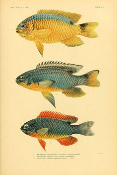 three different colored fish are shown in this antique book page, one is blue and the other is yellow