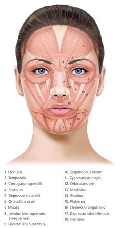 Botox Injection Sites, Muscles Anatomy, Skin Anatomy, Facial Anatomy, Botulinum Toxin, Face Anatomy, Facial Aesthetics, Human Body Anatomy, Facial Wrinkles