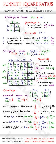 the punnet square ratios worksheet is shown in red and green colors