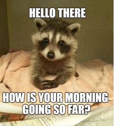 a raccoon sitting on top of a bed with the caption hello there how is your morning going so far?