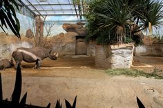 two rhinos in an enclosure at the zoo