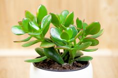 a small potted plant with green leaves