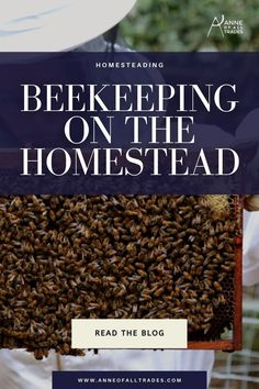 the beekeeper is holding a frame full of bees and text reads bee keeping on the homestead