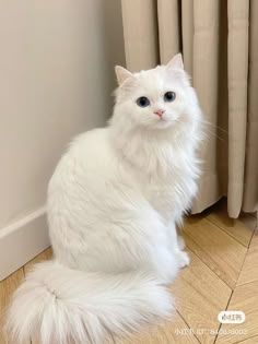 a white cat sitting on the floor next to a window