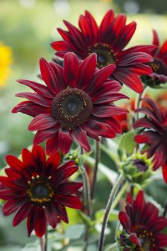 red flowers with green leaves in the background