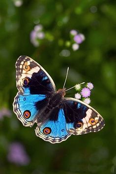 a blue butterfly sitting on top of a purple flower