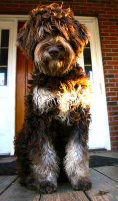 a shaggy brown dog sitting on top of a wooden floor next to a door in front of a brick building