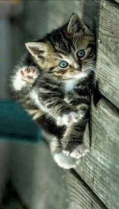 a small kitten climbing up the side of a wooden wall with its paws on it's back