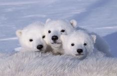 three polar bears are sitting on top of a white fur covered animal blanket in the snow