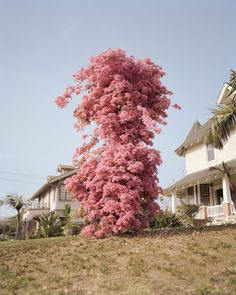 a large pink tree in front of a house