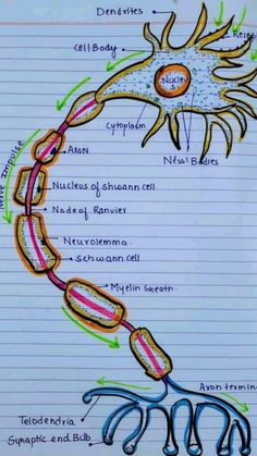 diagram of the structure of an animal's nervous system on lined paper with text