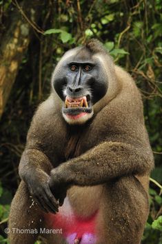 a monkey with its mouth open and it's tongue hanging out, holding something in his hand