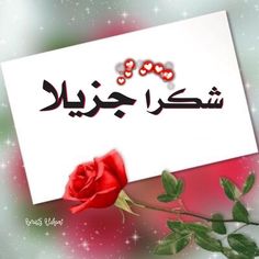 a red rose sitting next to a piece of paper with the words in arabic on it