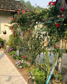 a garden with roses growing on the side of it