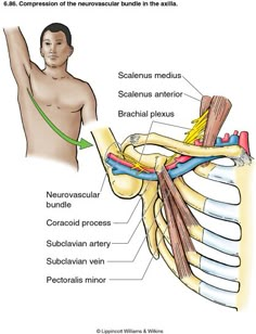 the anatomy of the shoulder and arm