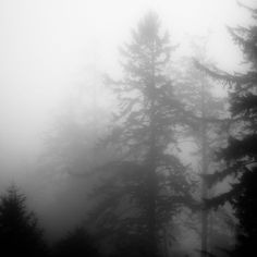 foggy pine trees in the woods on a gloomy day, black and white photograph