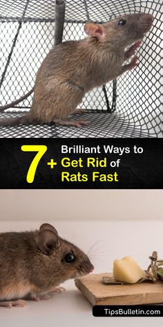 a rat in a cage with the caption 7 brilliant ways to get rid of rats fast