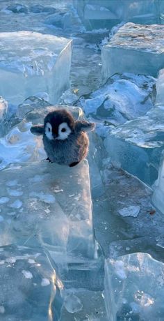 a small bird sitting on top of ice blocks